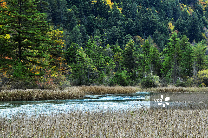 四川九寨沟秋天芦苇海秋景沼泽水草彩林芳草海子图片素材