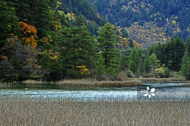 四川九寨沟秋天芦苇海秋景沼泽水草彩林芳草海子图片素材