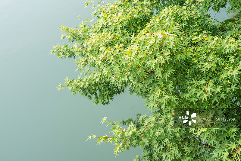 苏州河畔绿叶映水的夏日景象图片素材