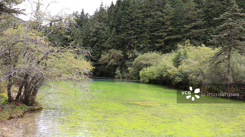 四川阿坝黄龙五彩池-钙化景观图片素材