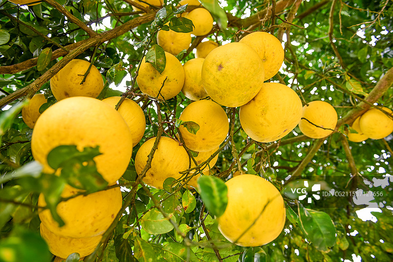 农村农场里的柚子蜜柚甜柚图片素材