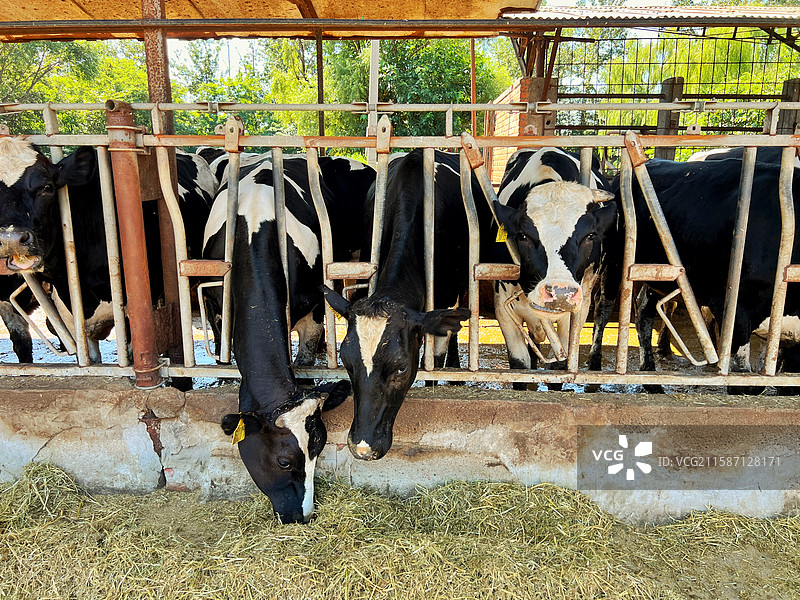 奶牛图片素材
