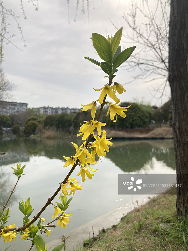 一枝黄色的迎春花绽放图片素材