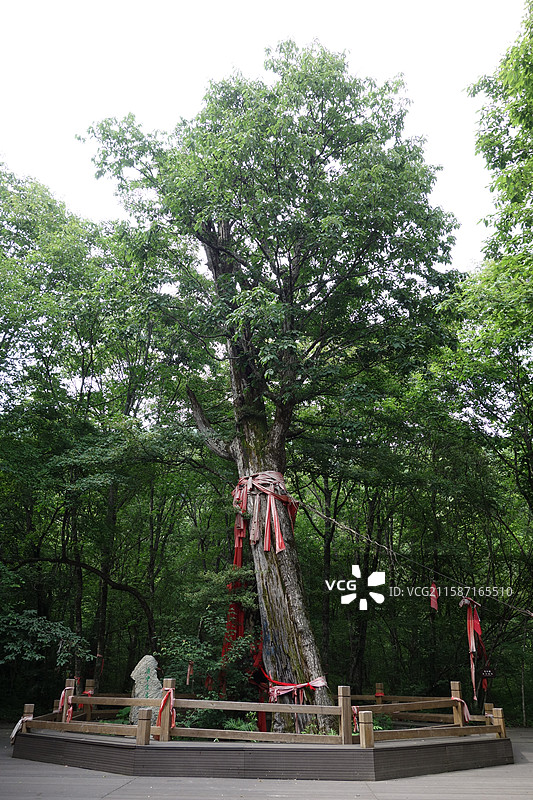 湖北省神农架林区大九湖湿地：枯木逢春古树图片素材