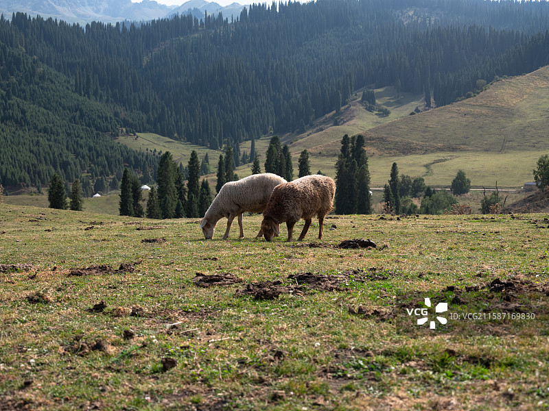 新疆恰西森林公园的羊群图片素材