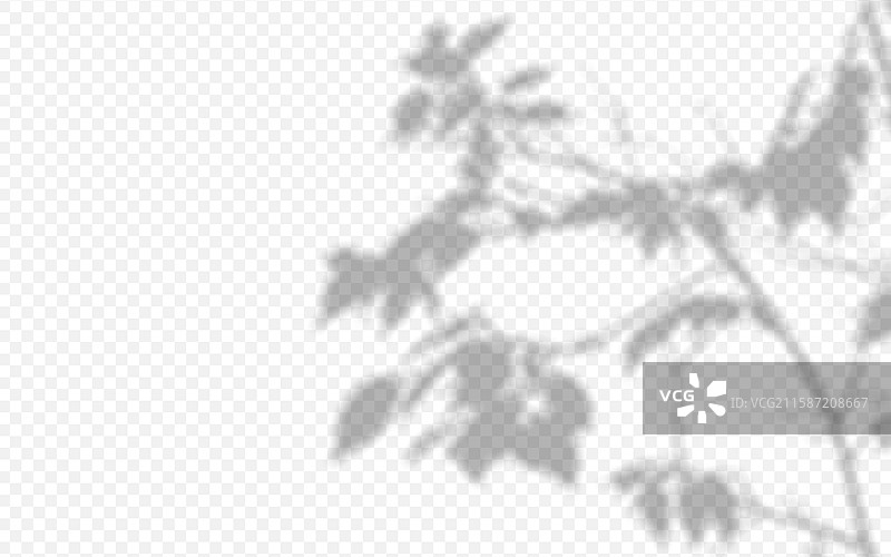 树枝投射的阴影覆盖在一个孤立的背景上图片素材