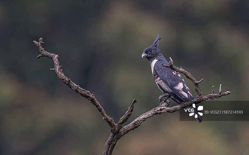 黑冠鹃隼图片素材