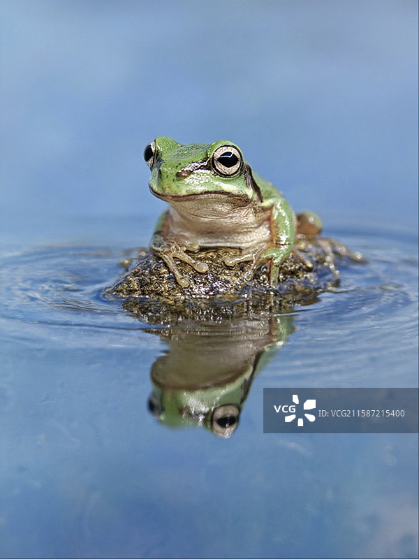 小王子图片素材