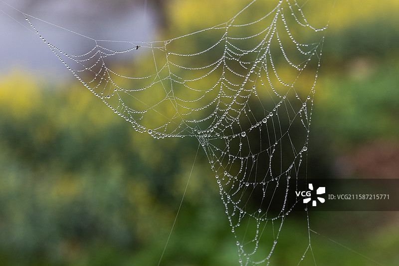 蜘蛛网图片素材