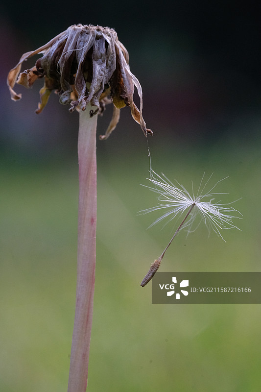 绿草地蒲公英最后一颗种子。母子母女情深。高清风景背景图设计素材图片素材