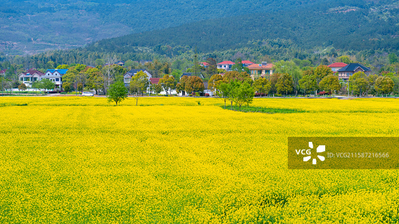 长兴小浦油菜田图片素材