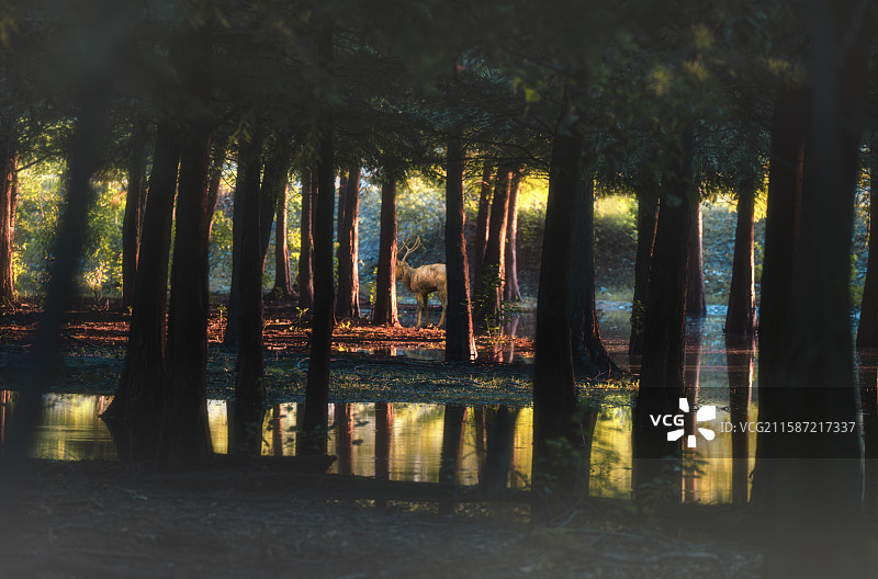 鹿隐杉林图片素材