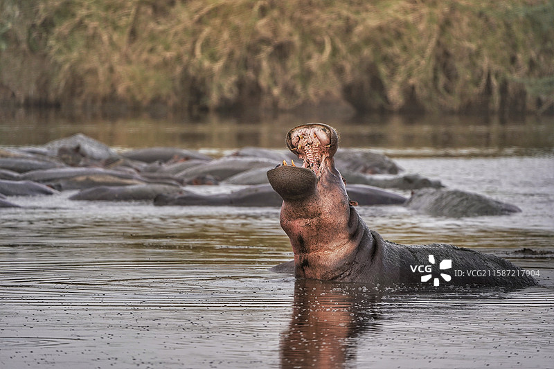 塞伦盖蒂里仰天长啸的河马图片素材