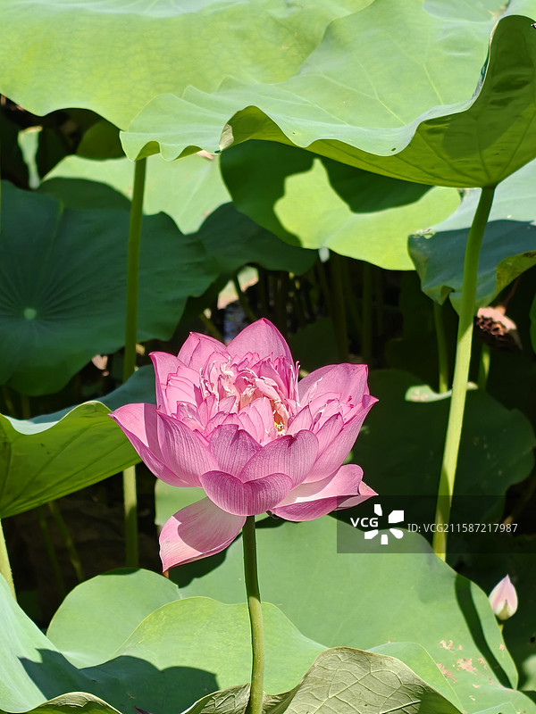 接天莲叶无穷碧，映日荷花别样红图片素材