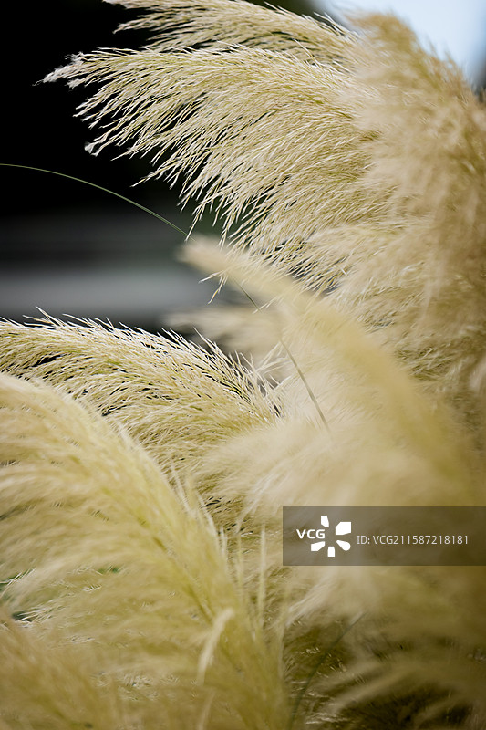 成都秋日雨后的芦苇图片素材