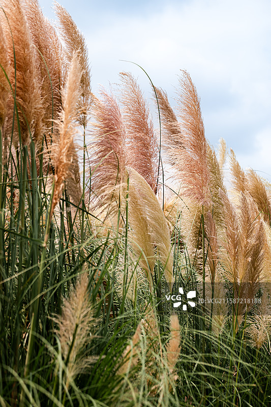 成都秋日雨后的芦苇图片素材