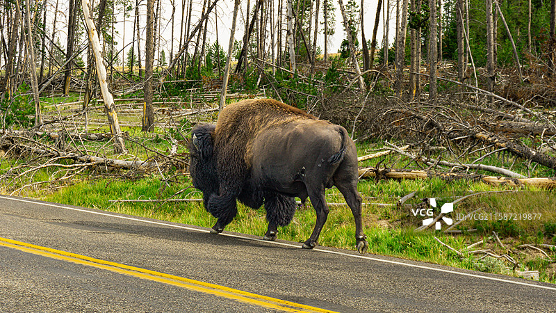 黄石公园野牛王图片素材