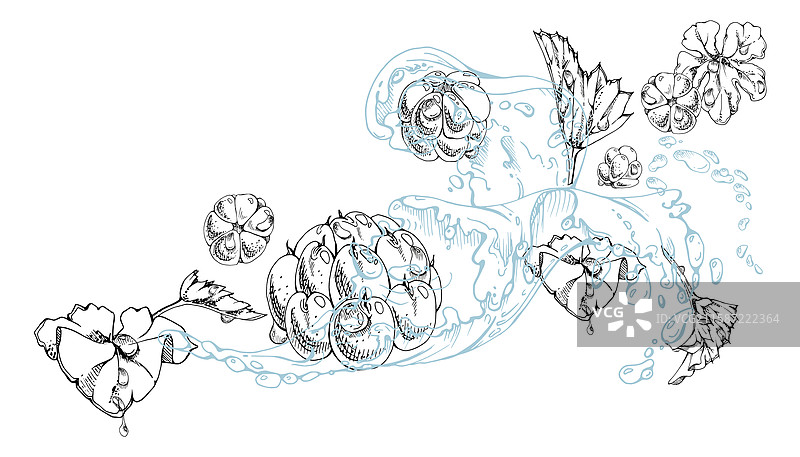 云莓和覆盆子在水花中飞溅图片素材