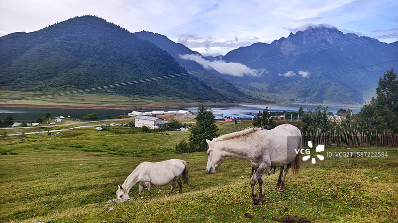 《冕宁县冶勒湖 悠然见马儿》图片素材