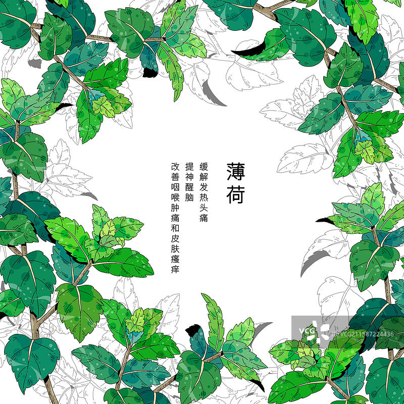 小清新中草药插画-薄荷图片素材