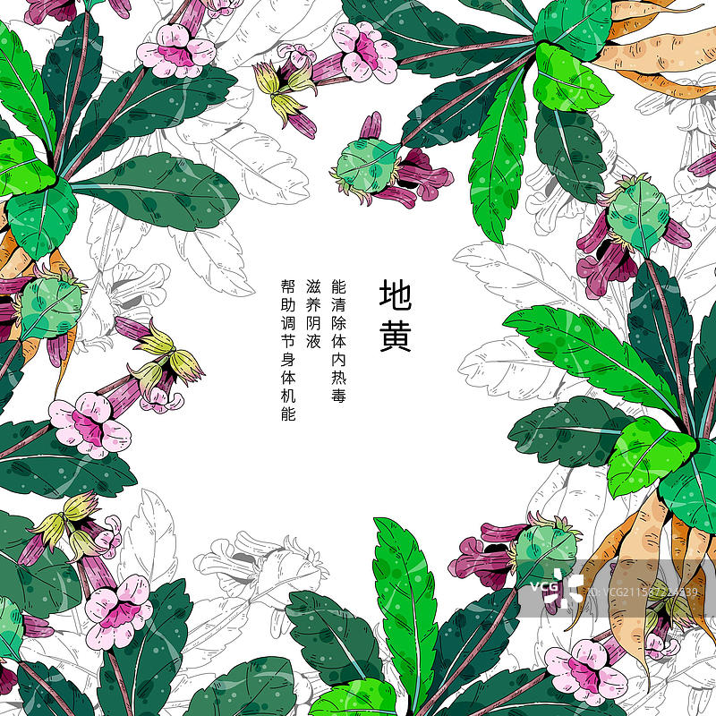 小清新中草药插画-地黄图片素材