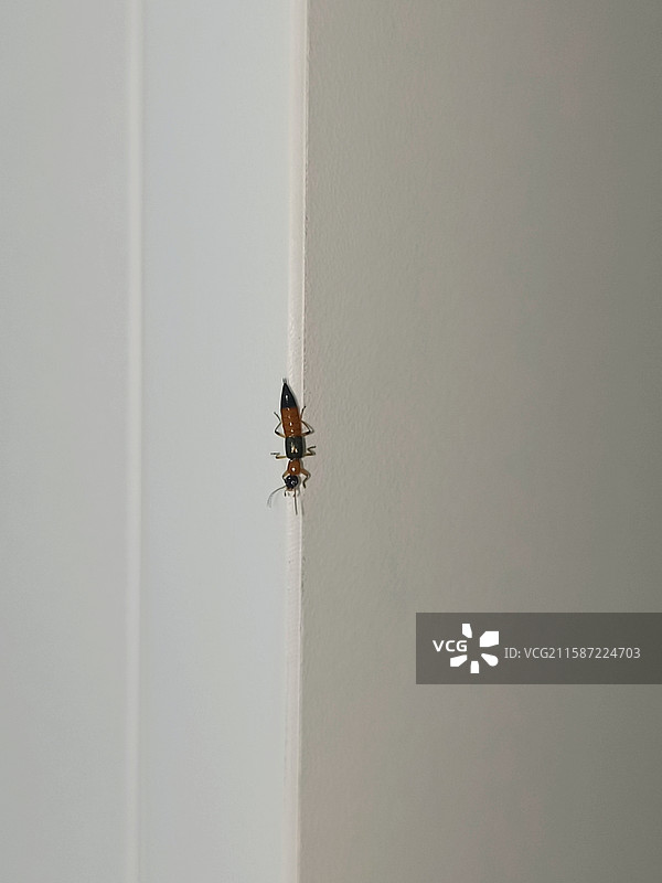 鼎鼎大名的隐翅虫图片素材