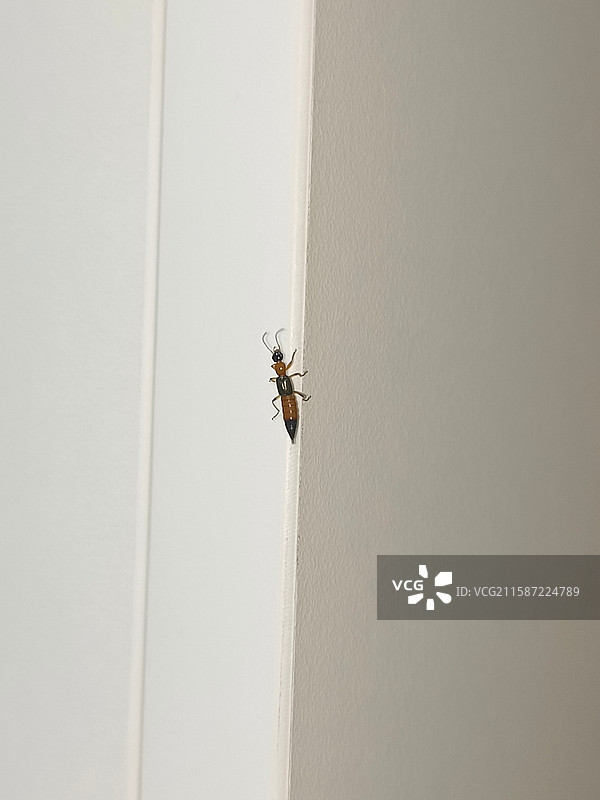 鼎鼎大名的隐翅虫图片素材