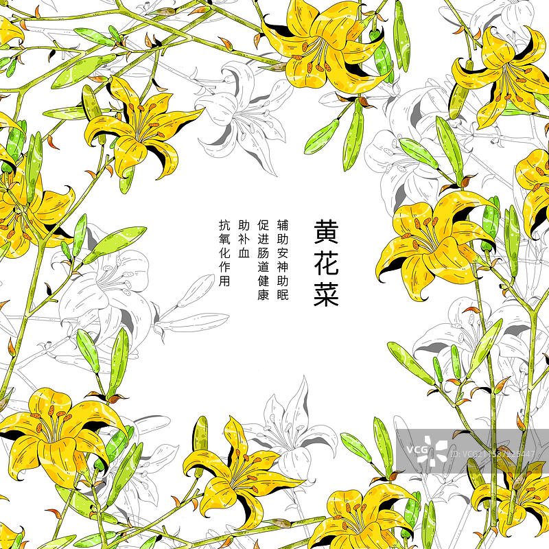小清新中草药插画-黄花菜图片素材