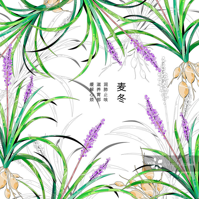 小清新中草药插画-麦冬图片素材