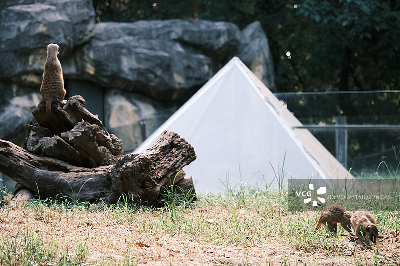 细尾獴、狐獴图片素材