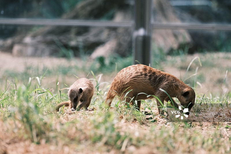 细尾獴、狐獴图片素材