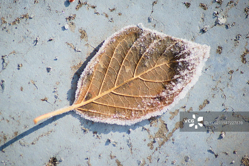 结冰结霜的落叶高视角特写，霜降节气，秋季冬季，寒冷潮湿，植物自然生态，天气气候天气图片素材