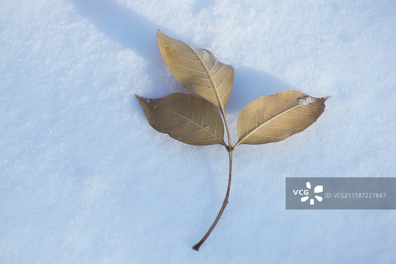 雪地上的干叶特写镜头，冬季户外雪景，自然生态植物，静物特写，素材背景图片素材
