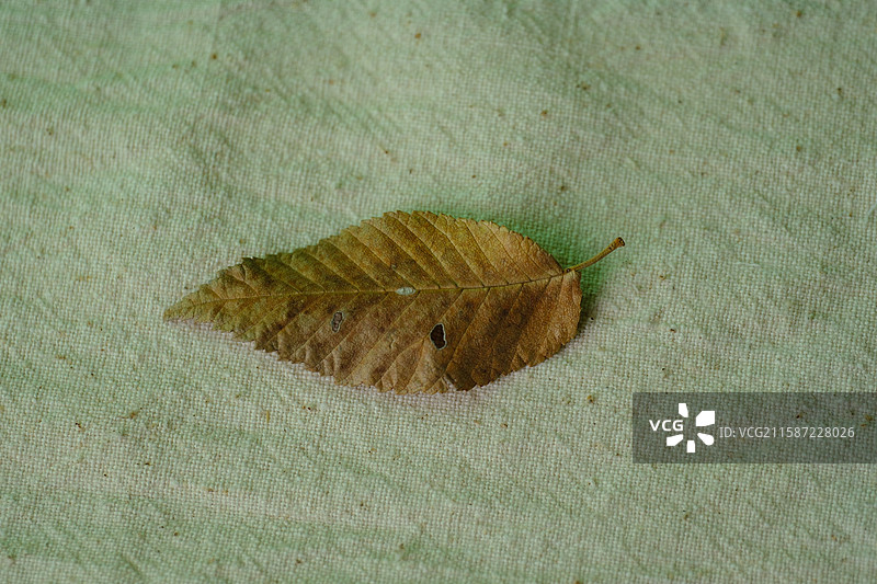 白色老棉布背景下秋天的落叶落花花瓣。树叶子。留白设计素材背景图图片素材