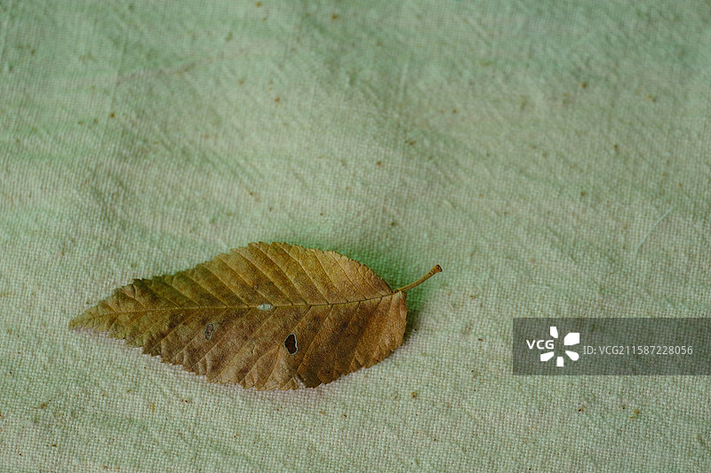 白色老棉布背景下秋天的落叶落花花瓣。树叶子。留白设计素材背景图图片素材