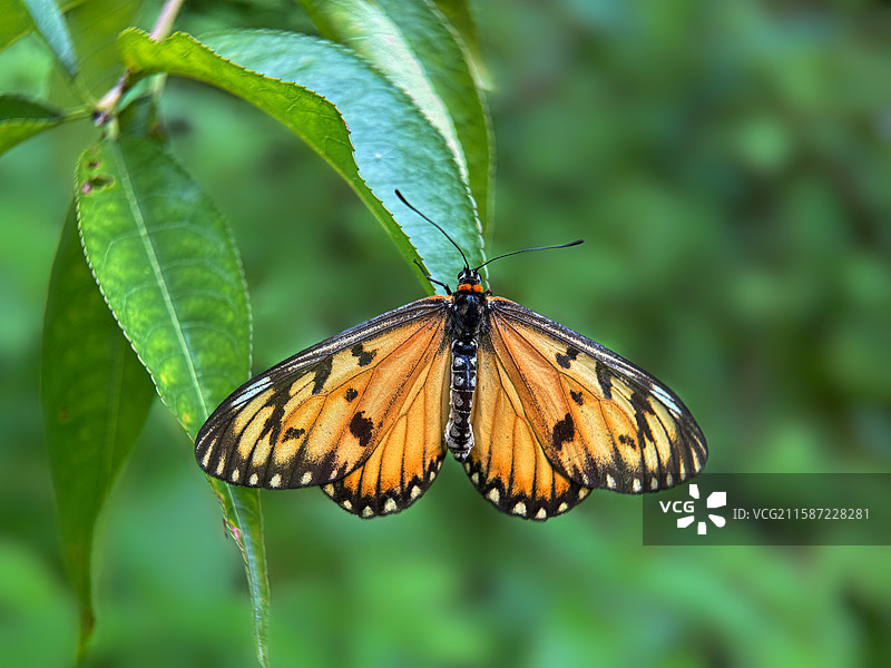 苎麻珍蝶图片素材