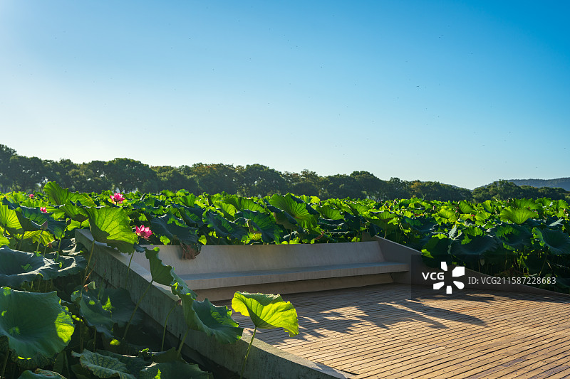 杭州西湖湛碧楼夏季荷花图片素材