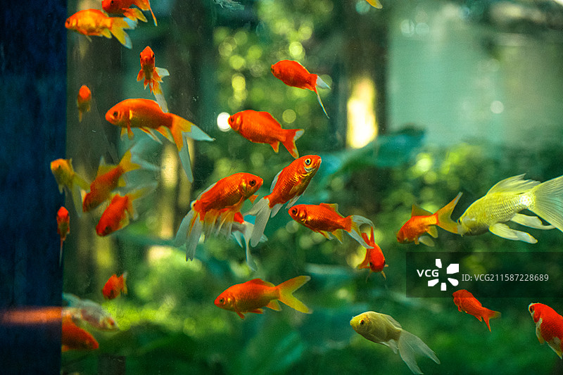 热带鱼的森林中游动 杭州西湖曲院风荷图片素材