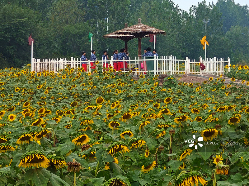 莒县沭河湿地公园油菜花基地向日葵图片素材