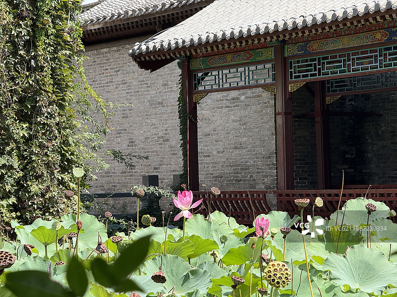 河南省 郑州市 中牟县 电影小镇 剧场 创意空间 露天剧场  实景演出 仿古建筑 荷花池 莲花池 荷图片素材