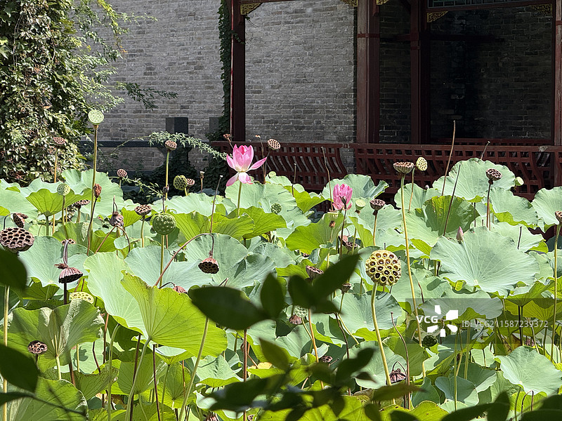 河南省 郑州市 中牟县 电影小镇 剧场 创意空间 露天剧场  实景演出 仿古建筑 荷花池 莲花池 荷图片素材