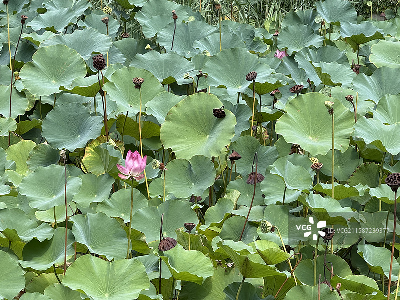 河南省 郑州市 中牟县 电影小镇 剧场 创意空间 露天剧场  实景演出 仿古建筑 荷花池 莲花池 荷图片素材