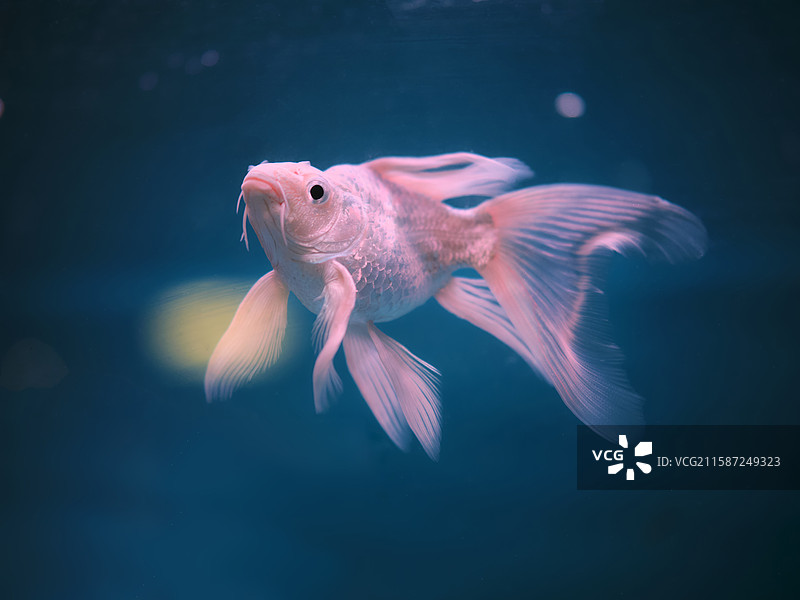 梦幻蝴蝶鲤图片素材