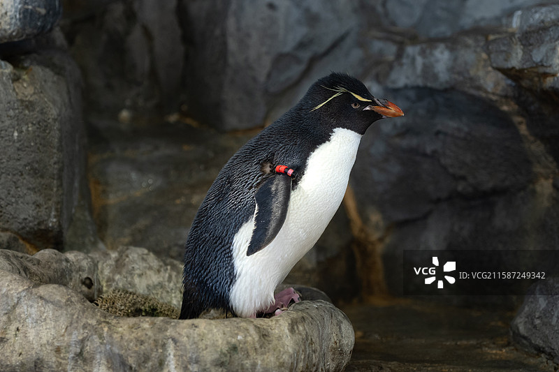 大阪海游馆 凤头黄眉企鹅图片素材