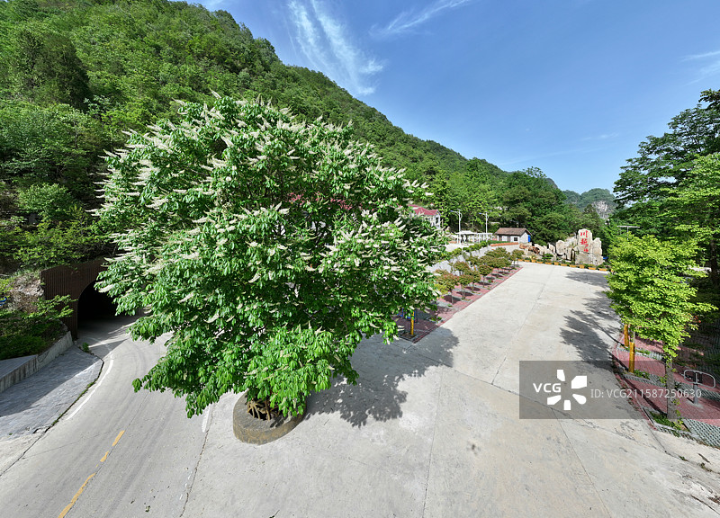 七叶树开花山区山景山峦自然风光图片素材