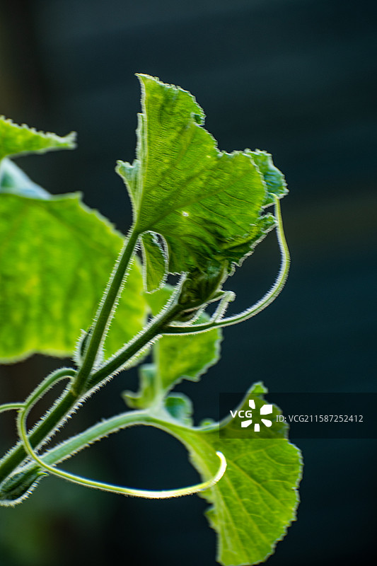 新疆伊犁特克斯、雨中南瓜尖、绿色、生机、生长、生命力、活着图片素材