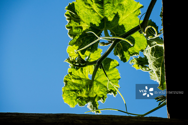 新疆伊犁特克斯、雨中南瓜尖、绿色、生机、生长、生命力、活着图片素材