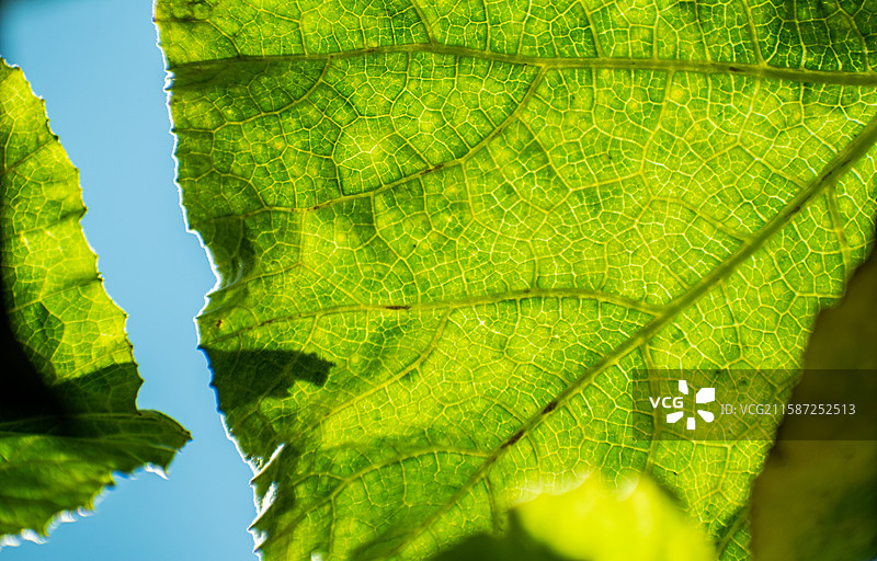 新疆伊犁特克斯、雨中南瓜尖、绿色、生机、生长、生命力、活着图片素材