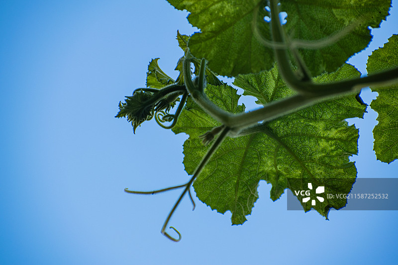 新疆伊犁特克斯、雨中南瓜尖、绿色、生机、生长、生命力、活着图片素材
