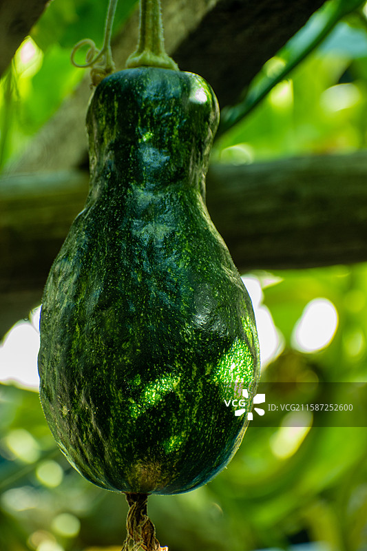 新疆伊犁特克斯南瓜花、南瓜、农业、收获、种植南瓜图片素材